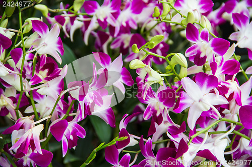 Image of Purple orchids