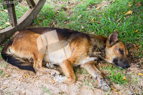 Image of Thai dog sleep in grass yard