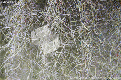 Image of spanish moss background