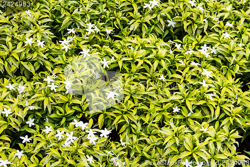 Image of Gerdenia Crape Jasmine - white flowers