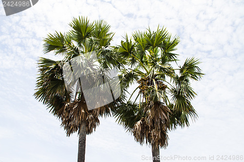 Image of Two palm trees with a field of rice farmers in Thailand