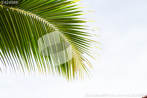 Image of Abstract green leaves background