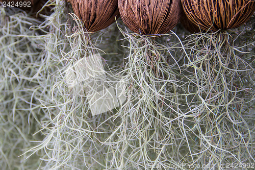 Image of spanish moss background