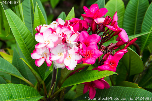 Image of frangipani flower or Leelawadee flower on the tree.