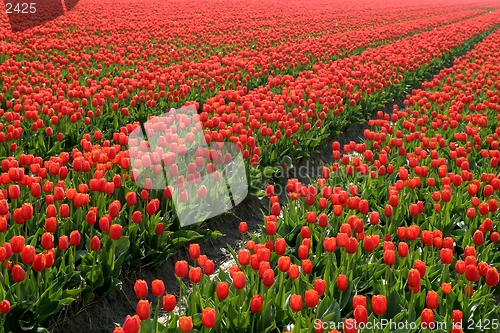 Image of Red tulip field