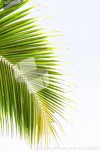 Image of Abstract green leaves background