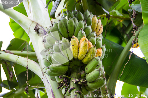 Image of Bunch of ripening bananas on tree