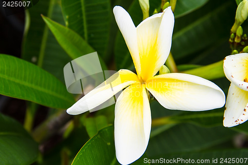 Image of frangipani flower or Leelawadee flower on the tree.