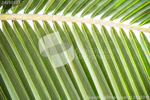 Image of Abstract green leaves background