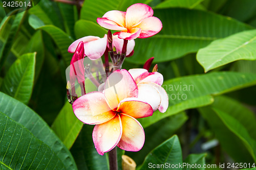 Image of frangipani flower or Leelawadee flower on the tree.