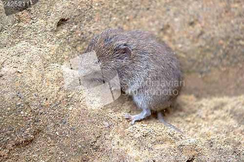Image of short-tailed vole