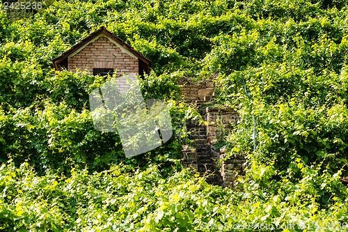 Image of Hut in a vineyard