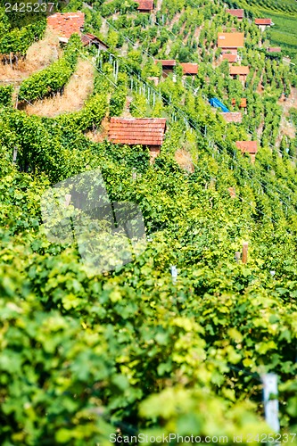 Image of Huts in a vineyard