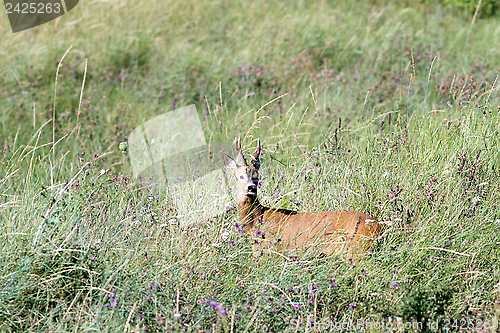 Image of adult roebuck