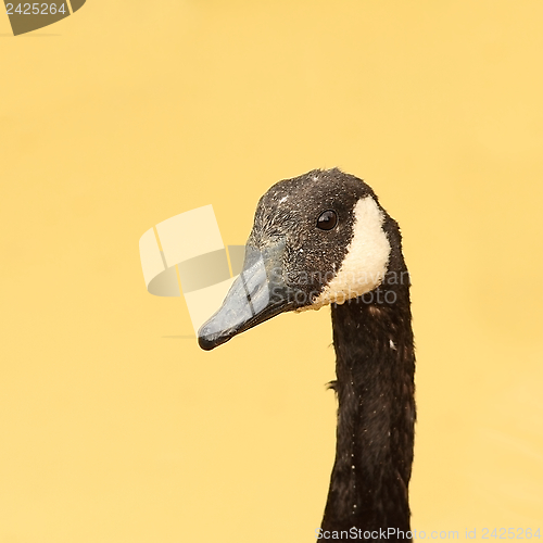 Image of angry goose