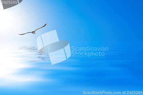 Image of Seagull over the sea