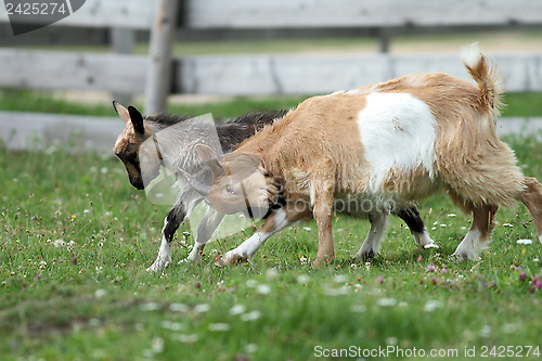 Image of angry young goats fighting