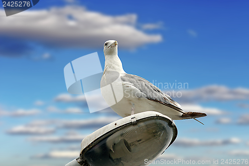 Image of beautiful gull over cloudy sky