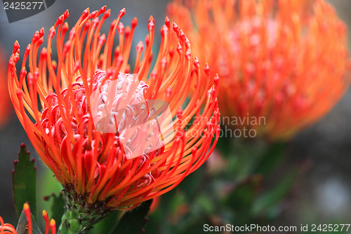 Image of Pincushion protea closeup