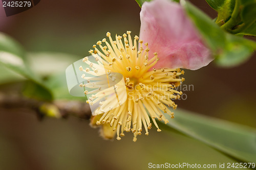 Image of Carpel Pistil Stamen Abstract