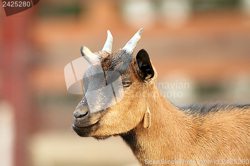 Image of beige goat with small horns