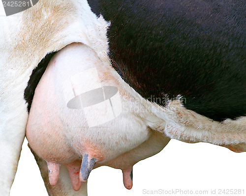 Image of big udder full of milk