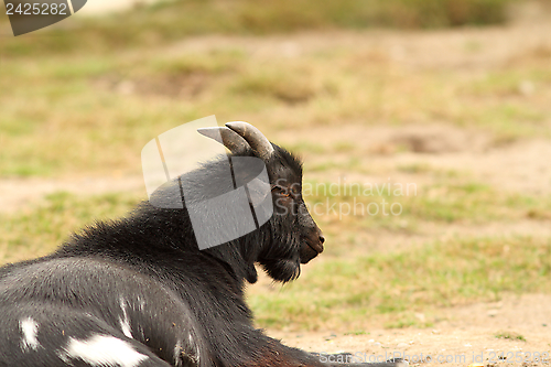 Image of black goat relaxing