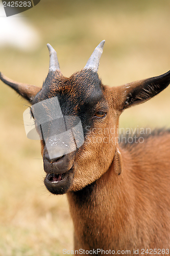 Image of brown goat chewing