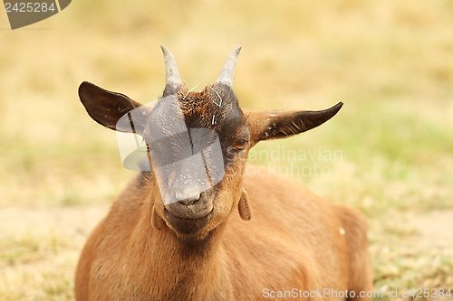 Image of brown goat laying down