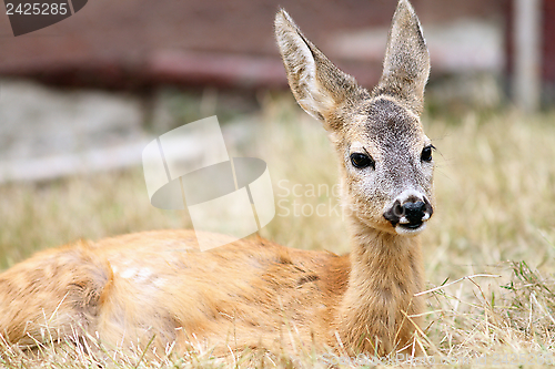 Image of close up of a roe deer fawn