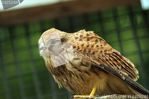 Image of closeup of a falco tinnunculus