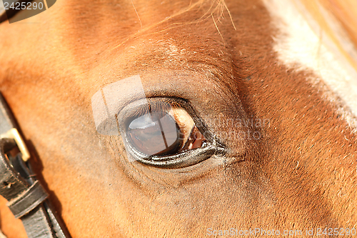 Image of closeup of a horse eye