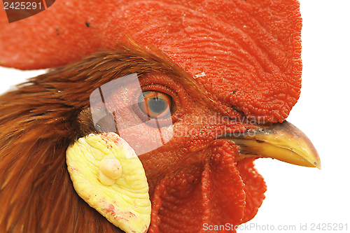 Image of closeup of rooster eye