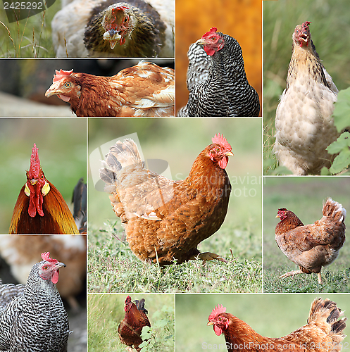 Image of collage with hens and roosters