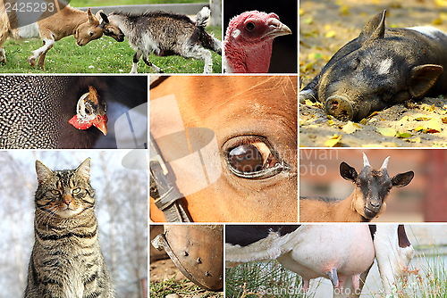 Image of collection of farm animals