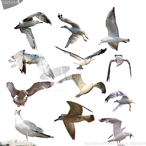 Image of collection of isolated gulls