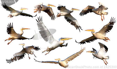 Image of collection of pelicans in flight 