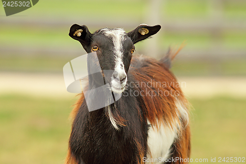 Image of colorful goat