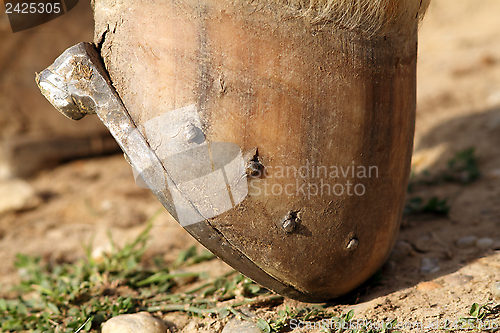 Image of detail of a mounted horseshoe