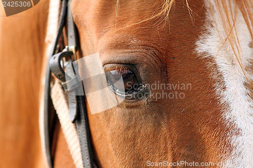 Image of detail of beautiful horse eye