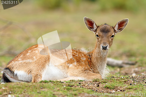 Image of fallow deer calf relaxing