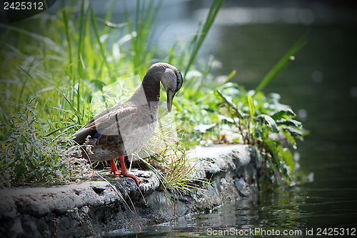 Image of female mallard duck on the lake shore