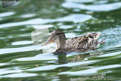 Image of female mallard