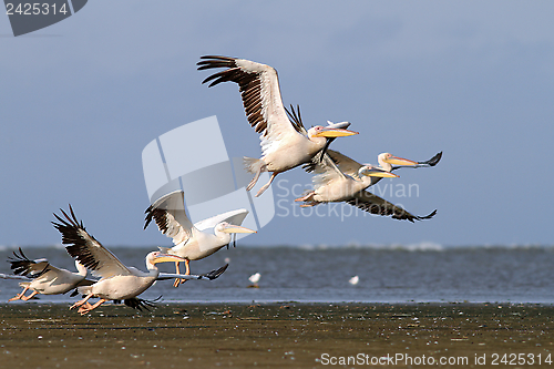 Image of flock of pelecanus onocrotalus taking off