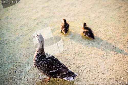 Image of duck family