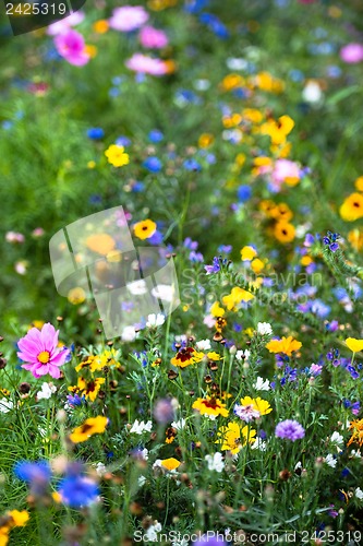 Image of Wild flowers