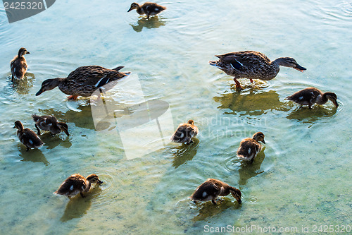 Image of duck family