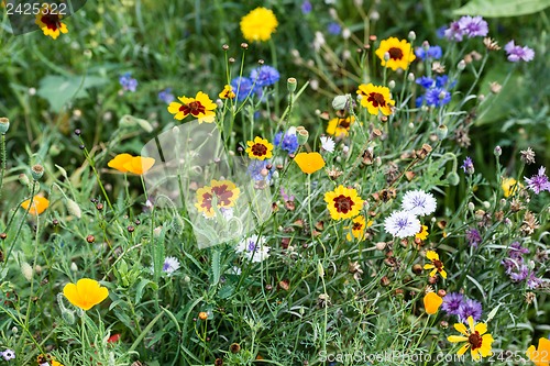Image of Wild flowers