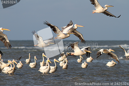 Image of flock of pelicans flying over water