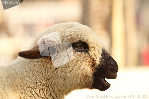 Image of funny lamb